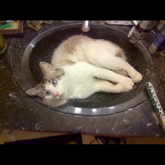 Meet your Posher, Carol - Picture 6 of 12